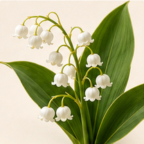 Lily of the Valley