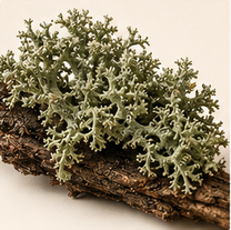 Oakmoss