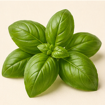 Basil